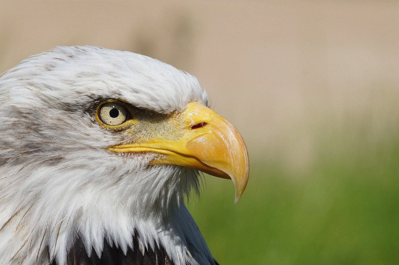 Eagle Bird