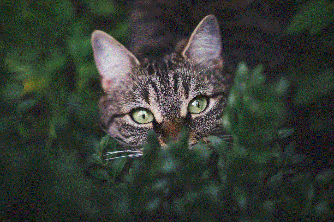 Cat Tabby Cat Tabby