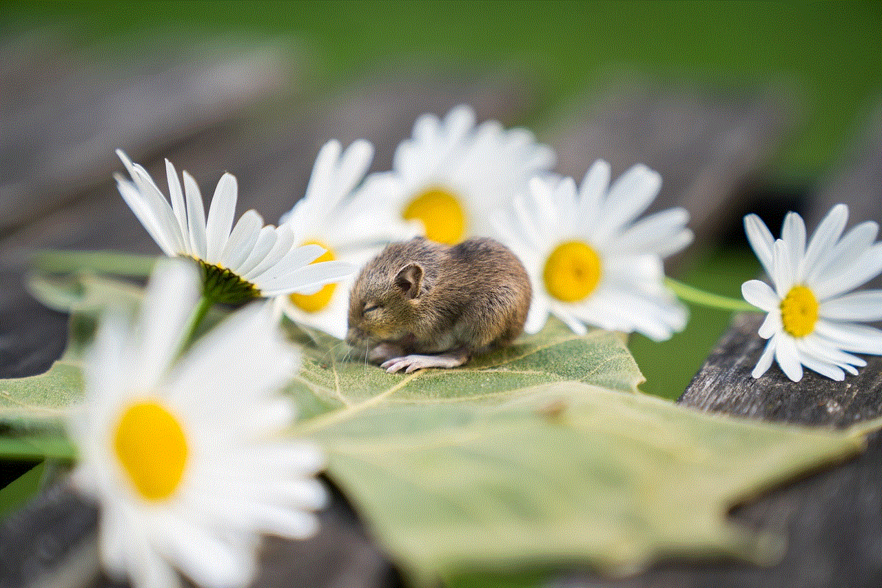 Animal Baby Mouse Animal Baby Mouse