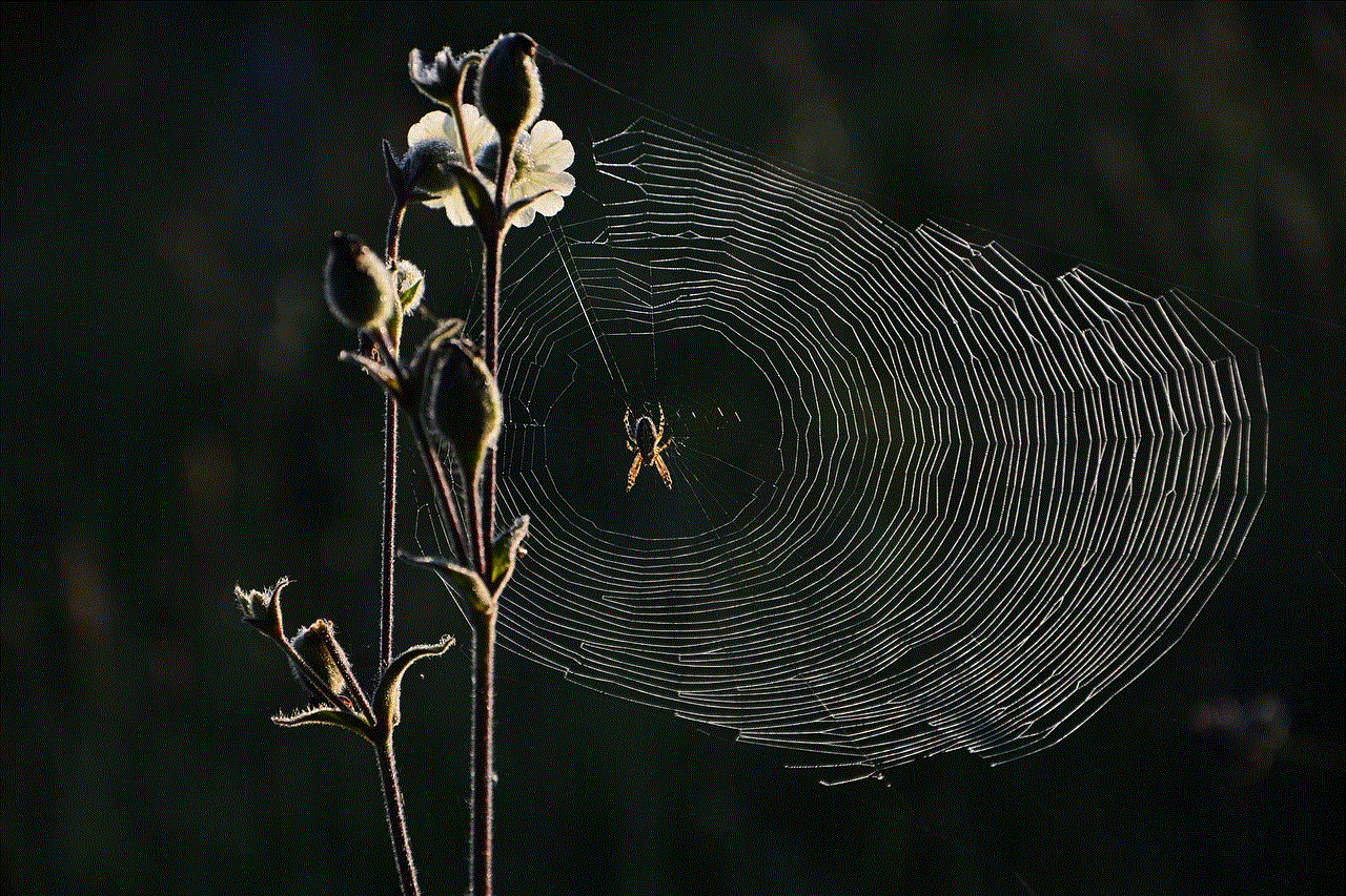 Spider Web