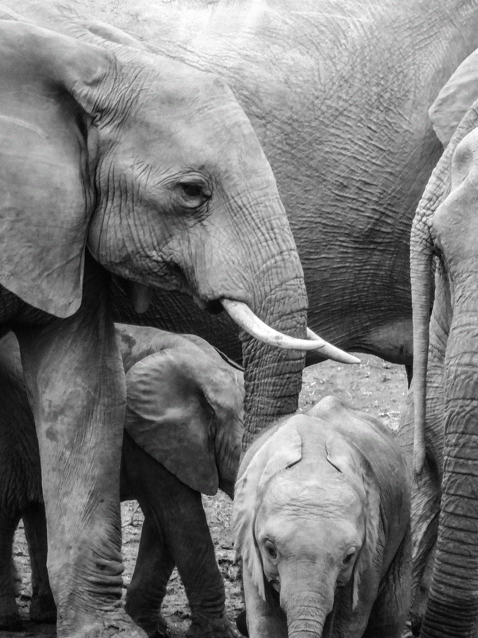 Elephants Pachyderm