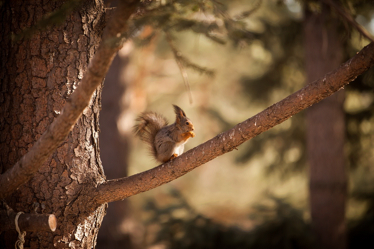 Squirrel Animal Squirrel Animal