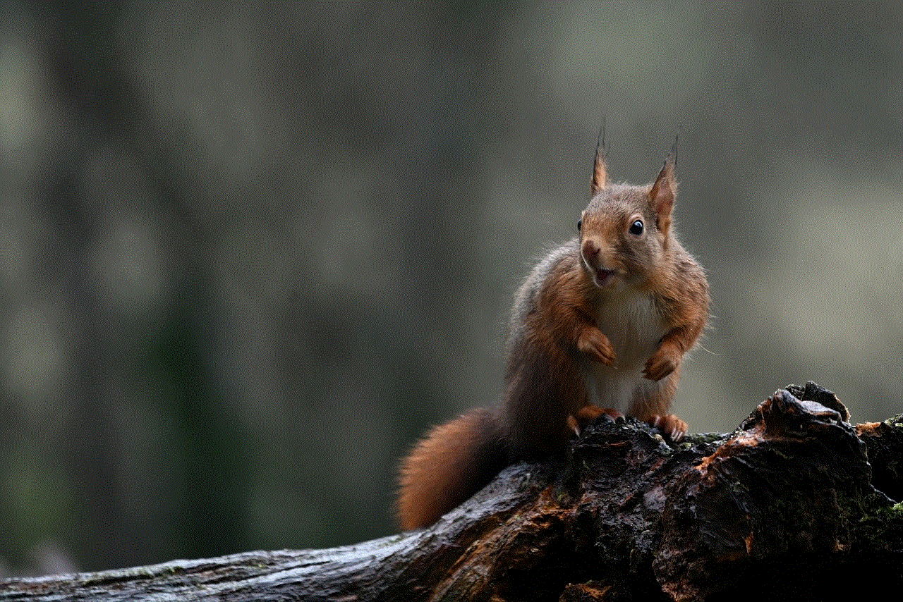 Red Squirrel Squirrel