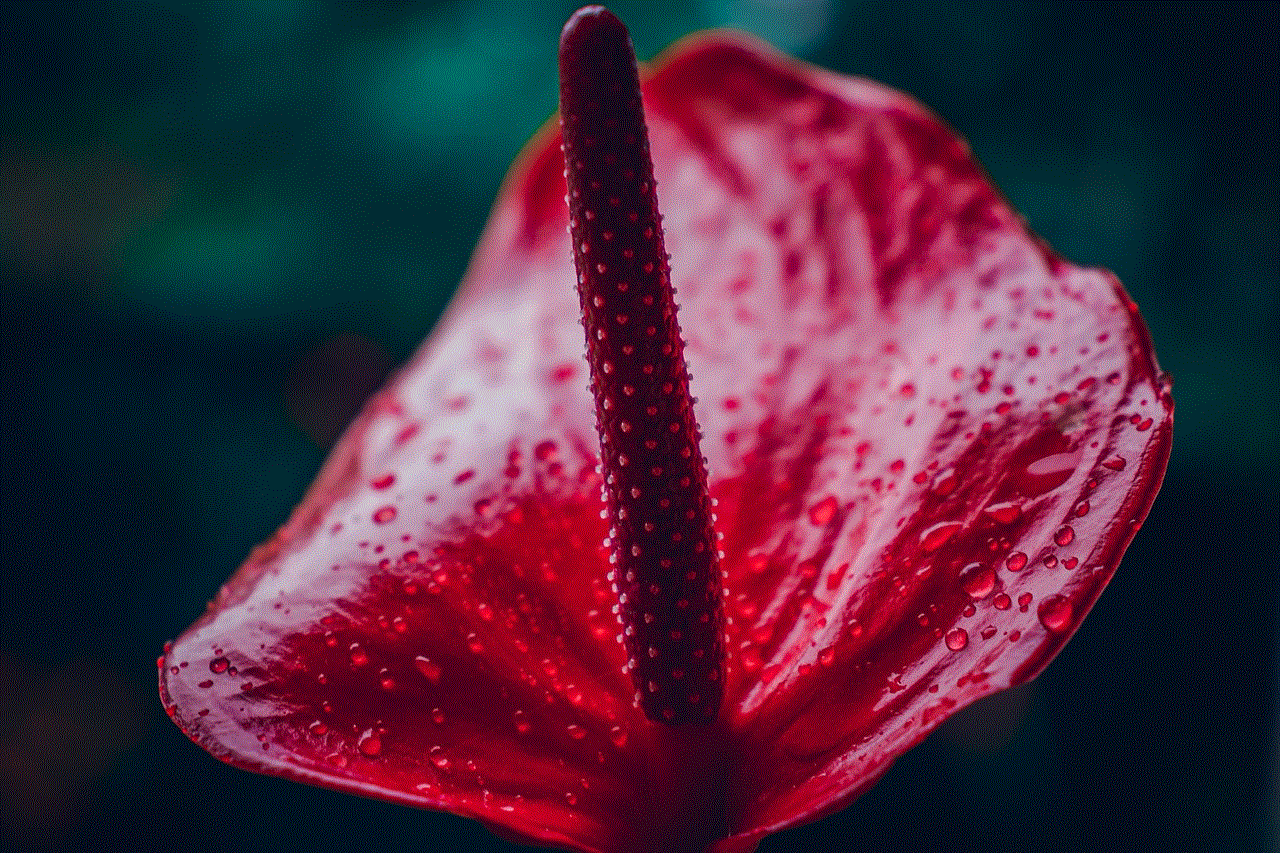 Anthurium Flower