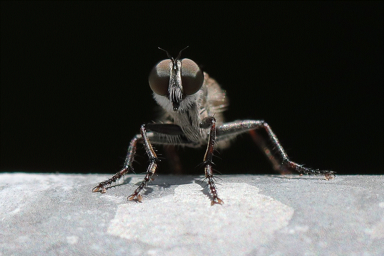 Macroperspective Robber Fly