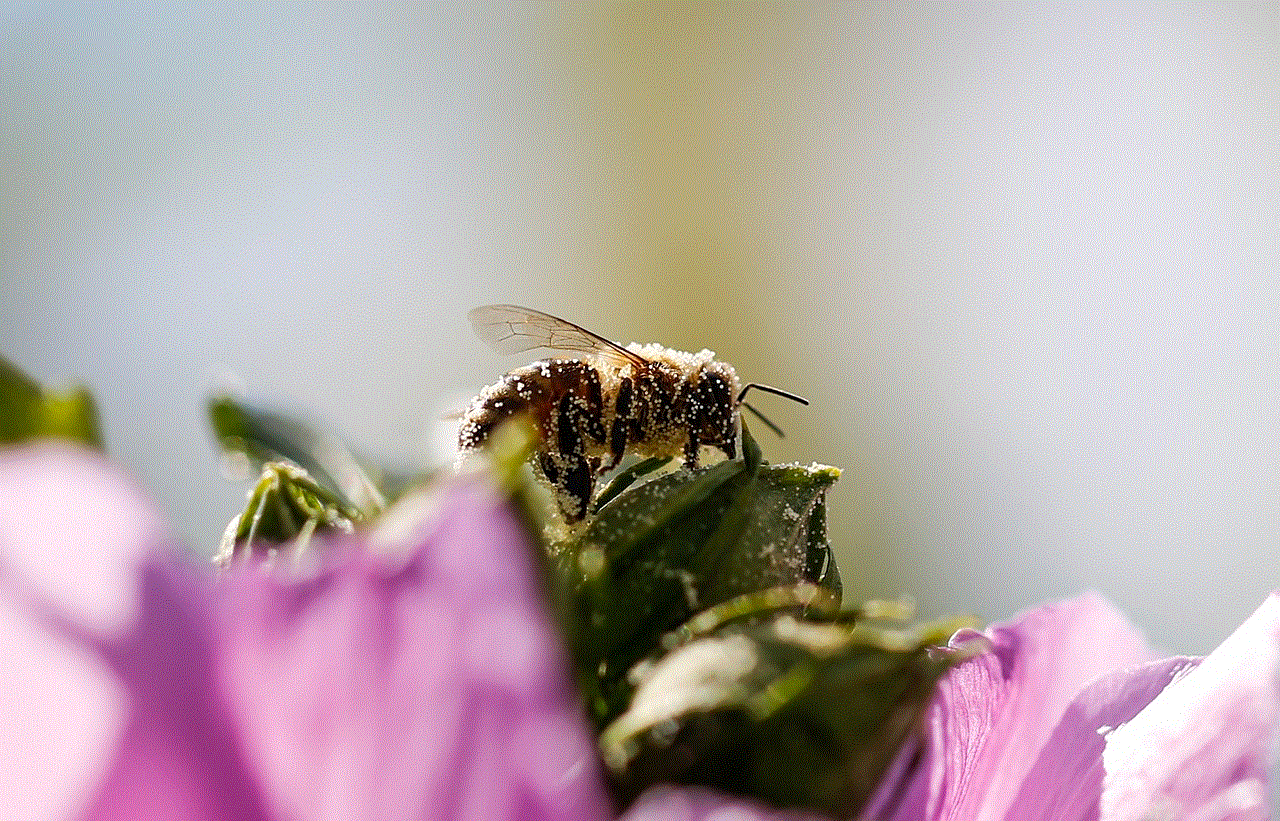 Bee Insect