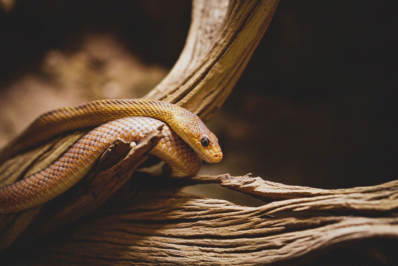 Snake Reptile