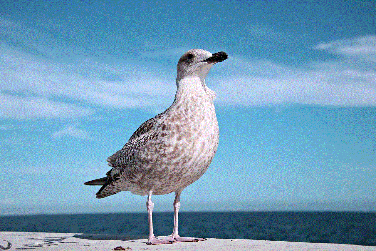 Seagull Bird