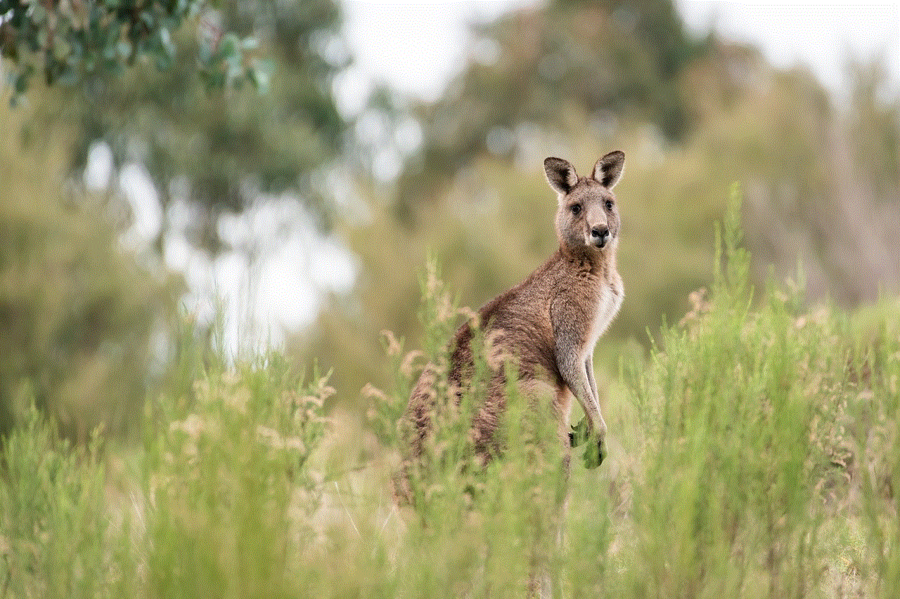 Kangaroo Eastern Grey Kangaroo