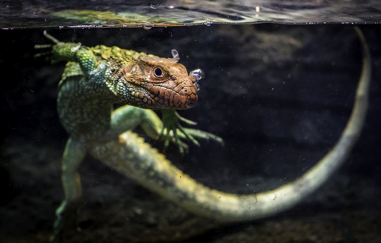 Caiman Lizard Lizard