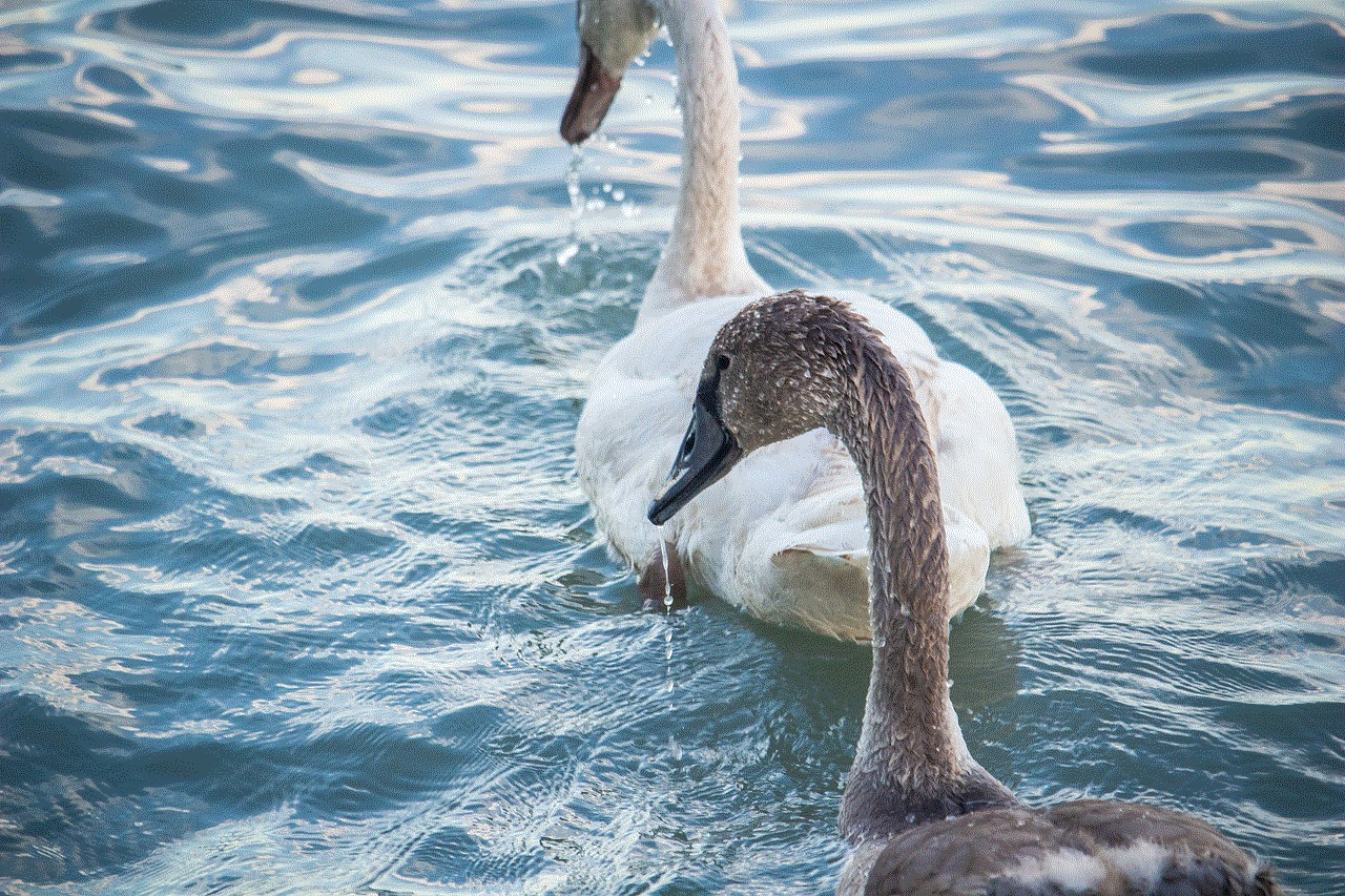 Cygnet Birds