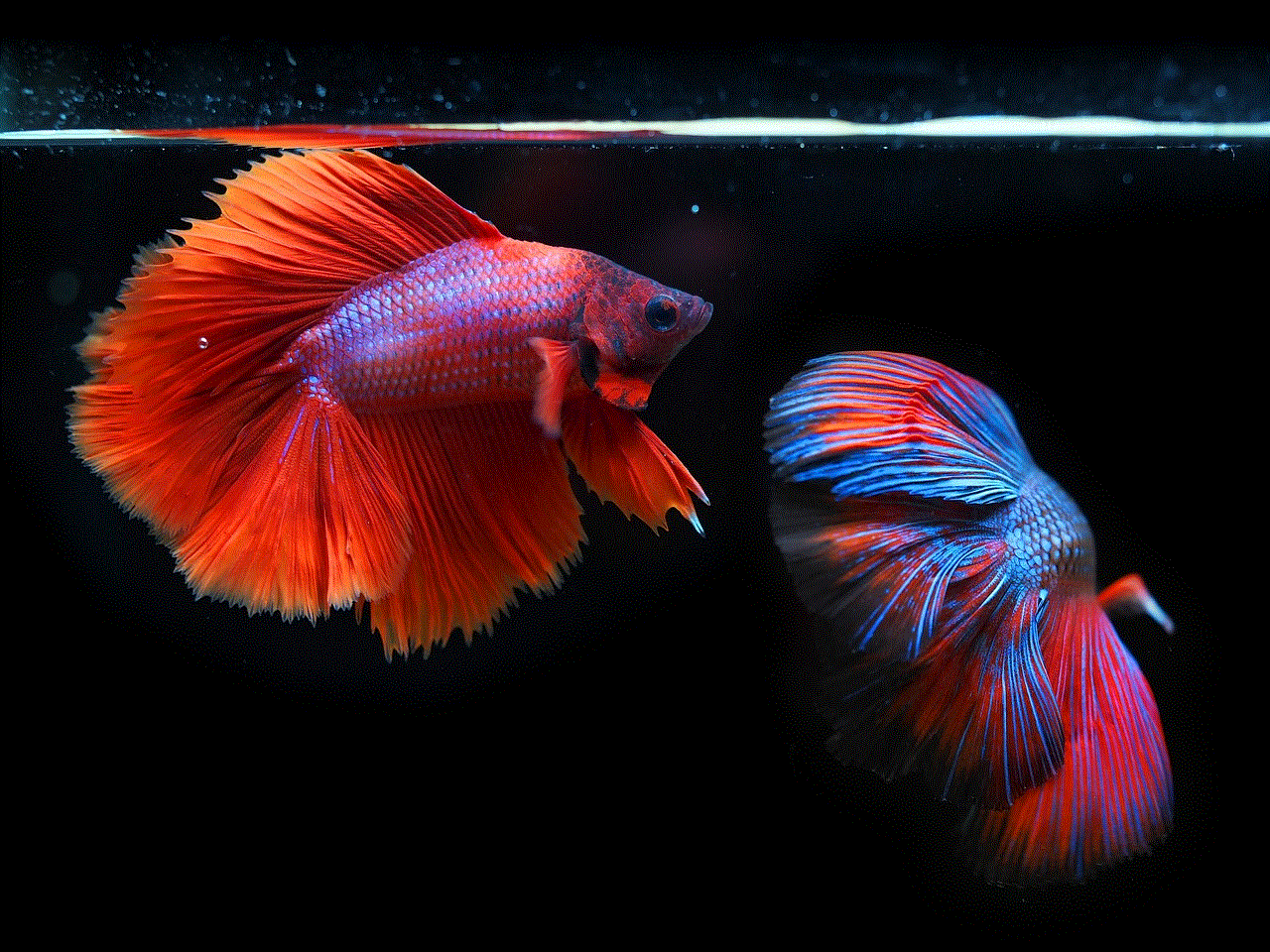 Siamese Fighting Fish Fighting Fish