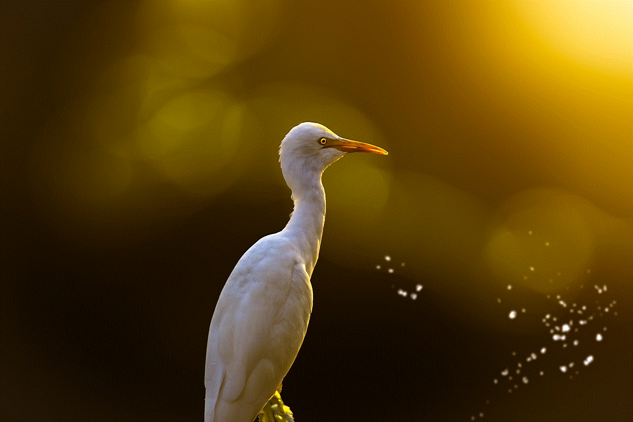 Egret Bird