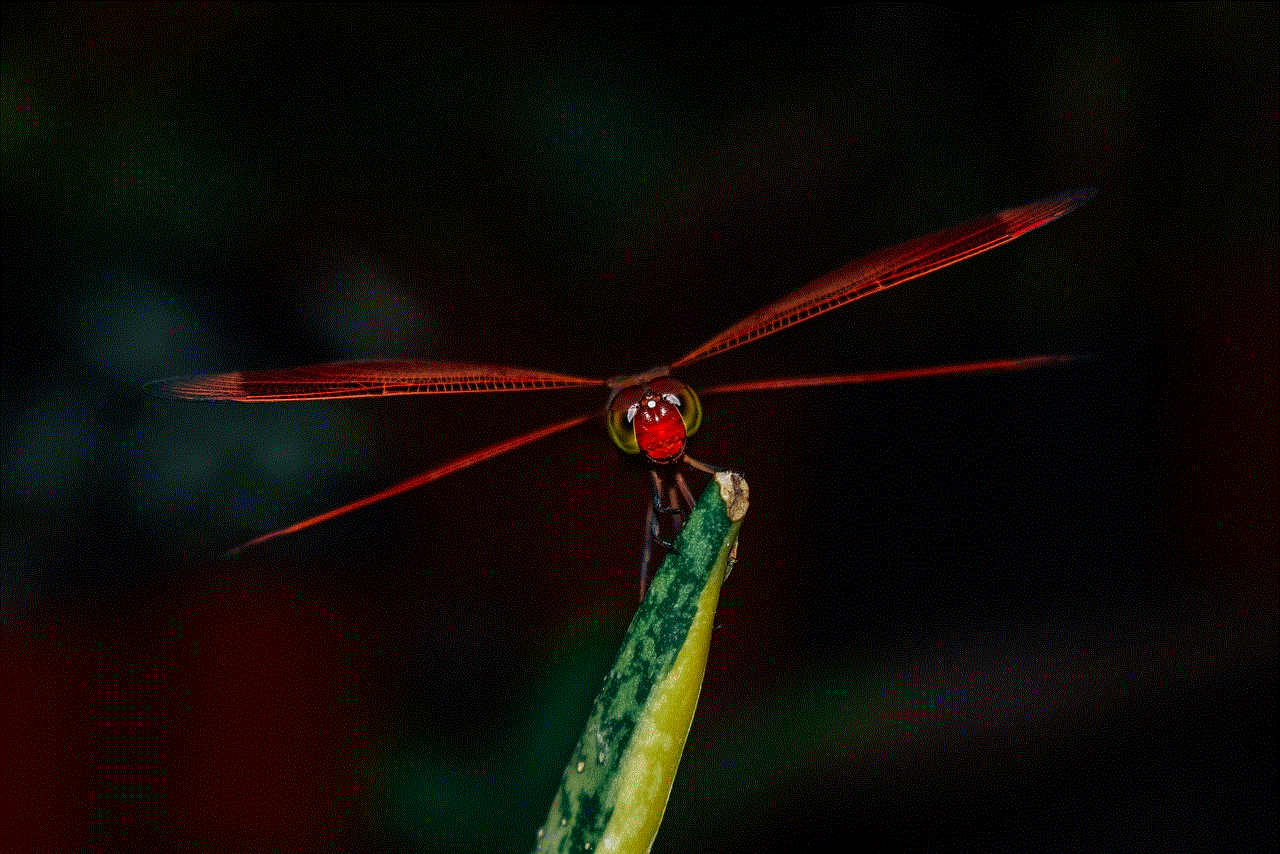 Dragonfly Insect