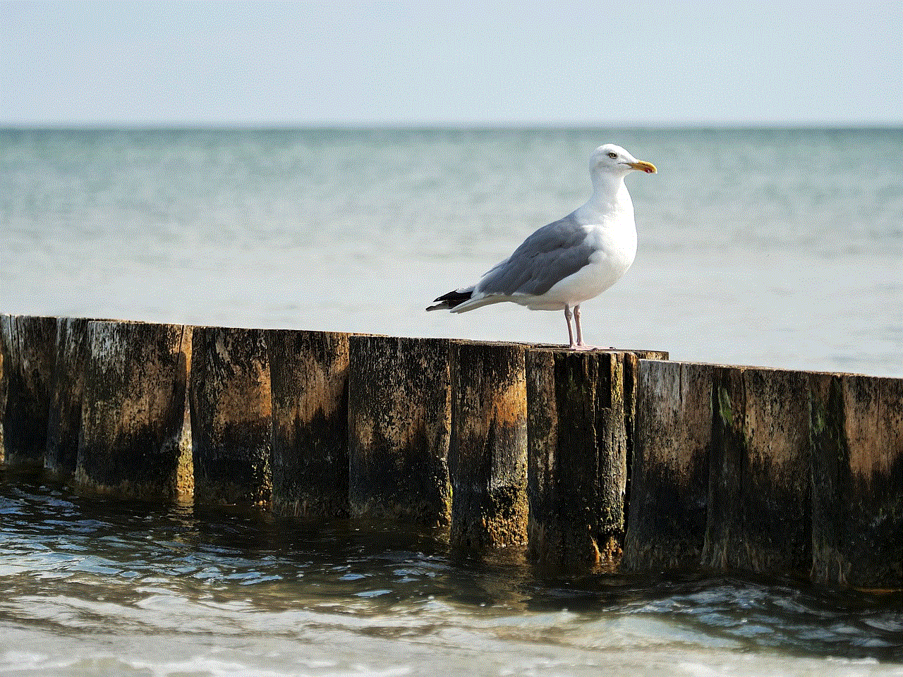 Seagull Bird