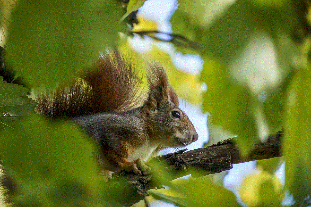 Chipmunk Rodent