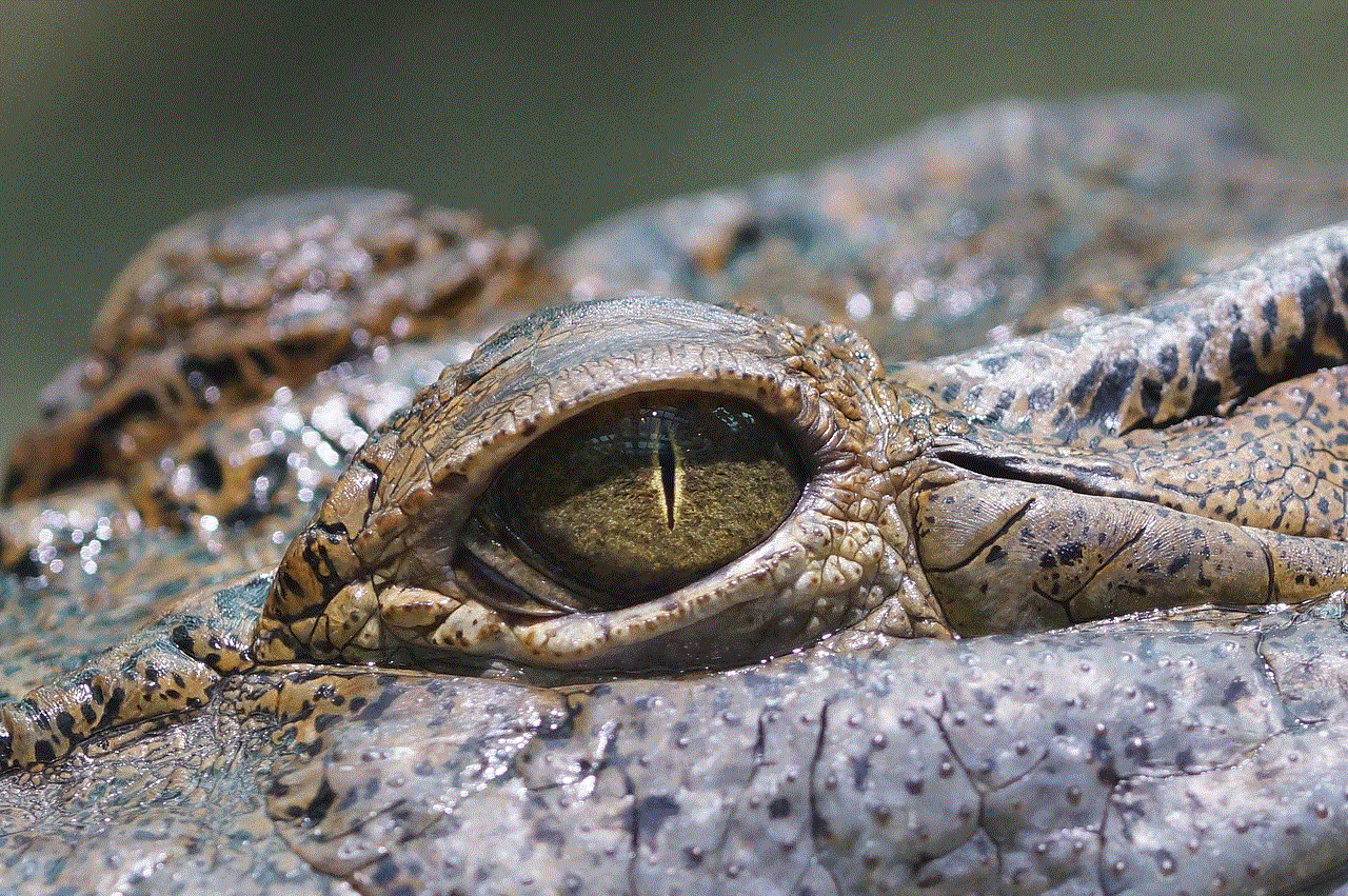 Eye Crocodile Eye Crocodile