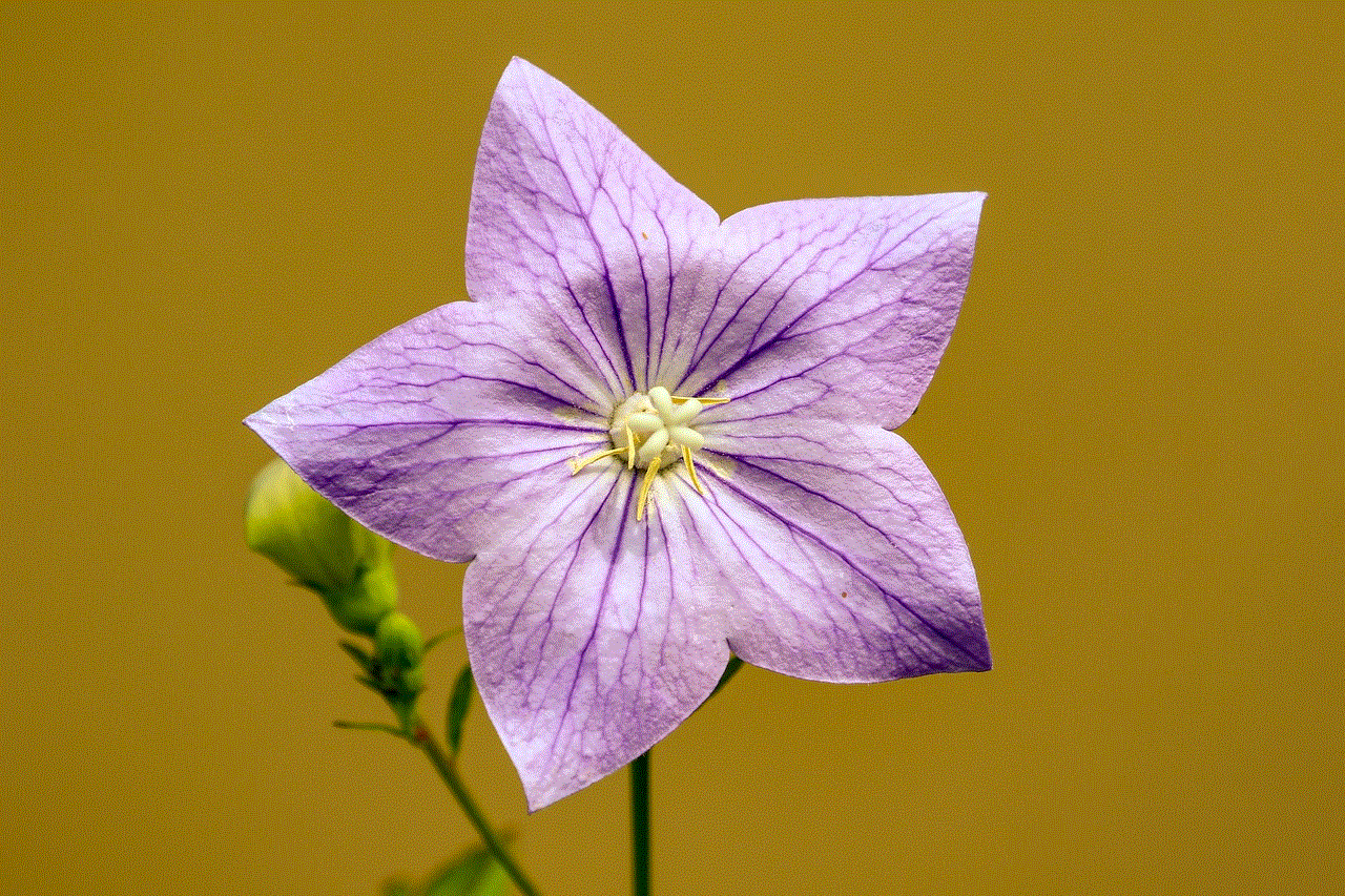 Bellflower Flower