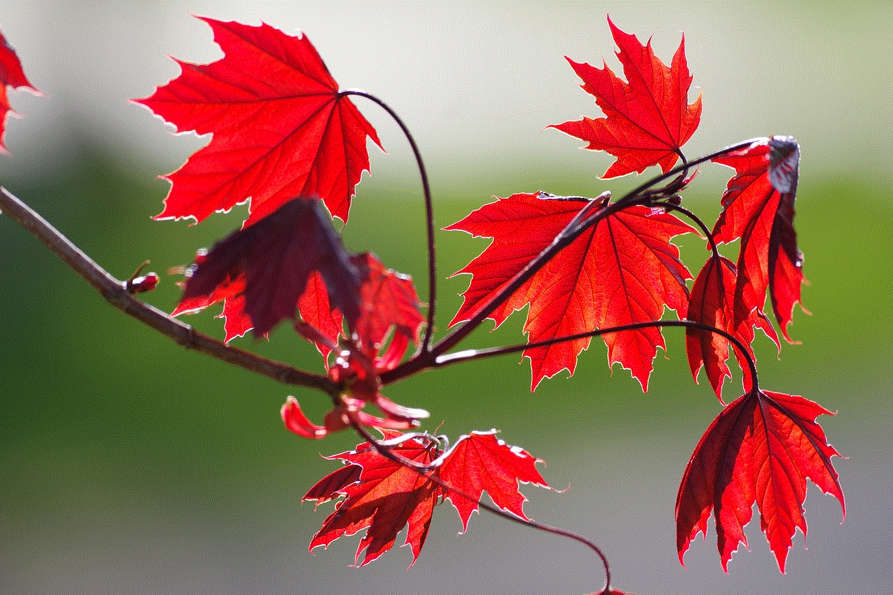 Red Maple Leaves