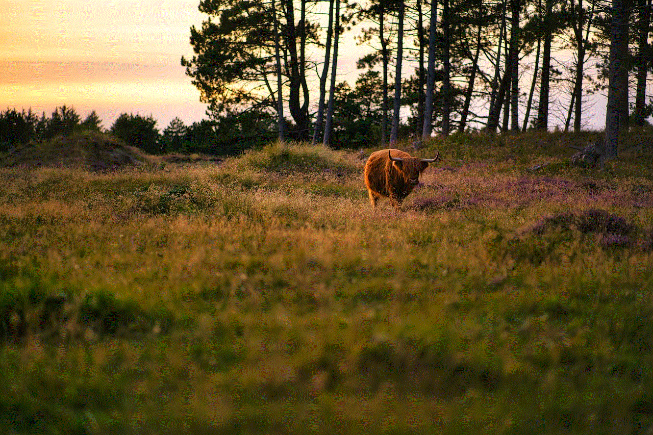 Animal Highland Cattle