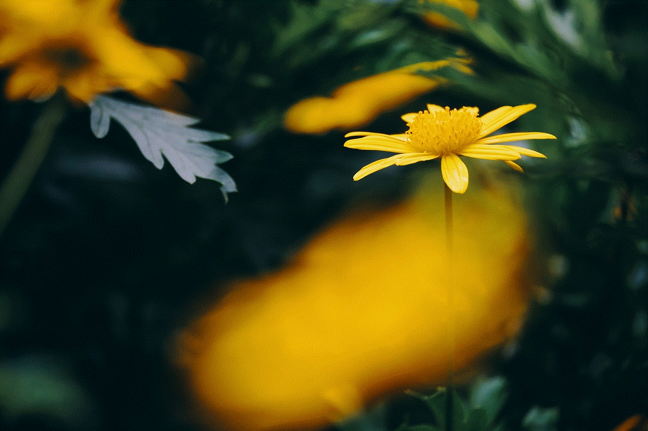 Euryops Flower
