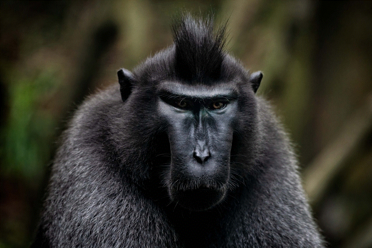Animal Celebes Crested Macaque
