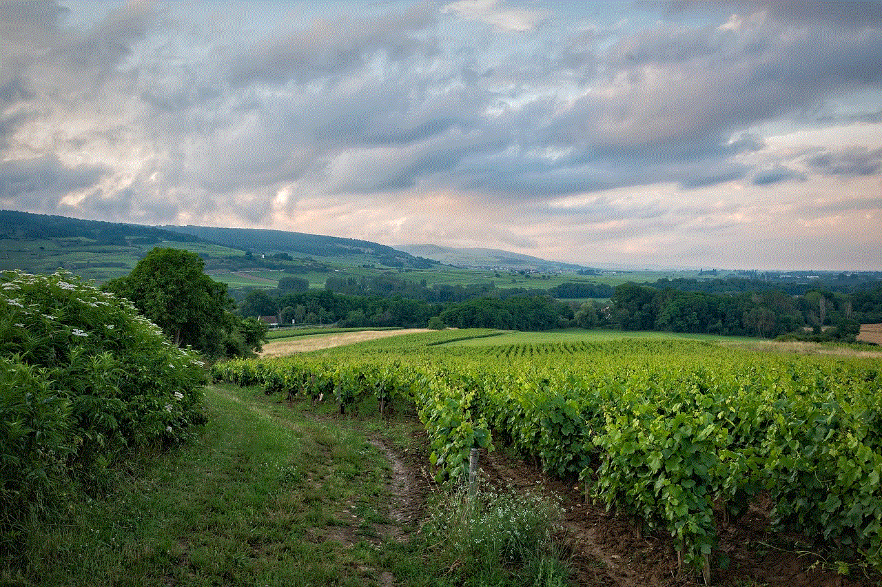 Vineyard Field