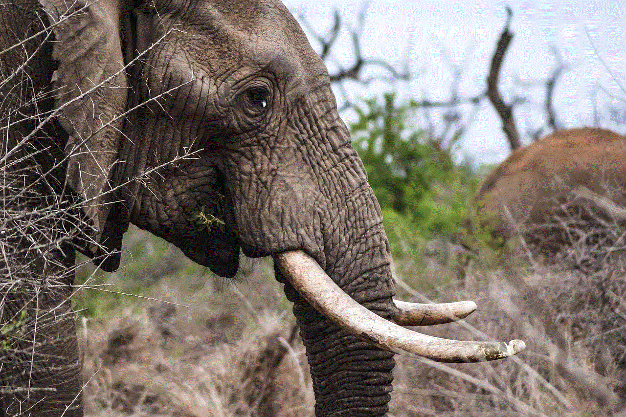 Elephant Animal