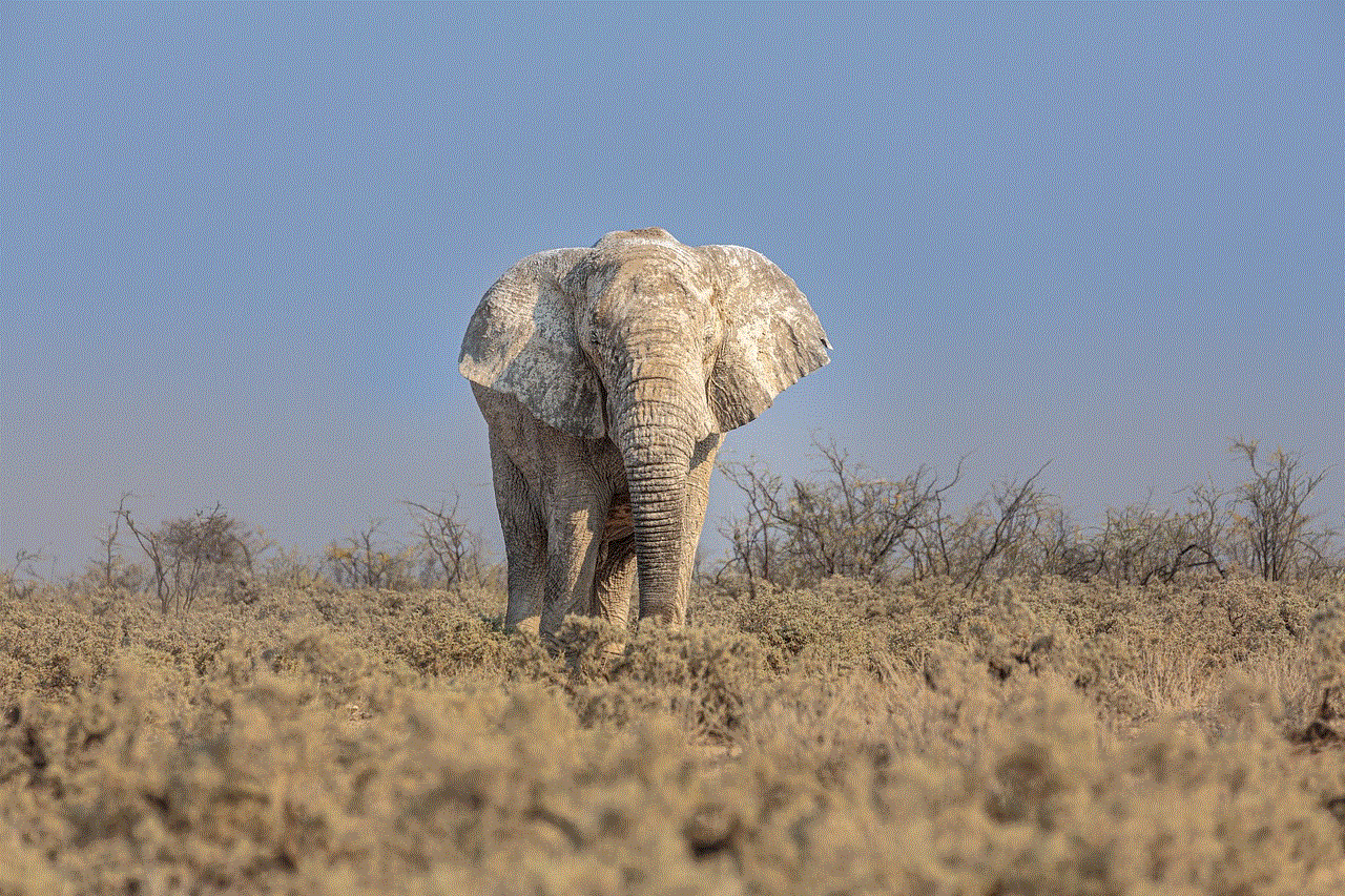 African Elephant Elephant