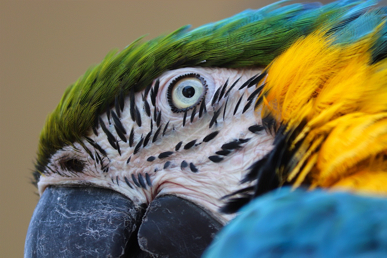 Yellow Macaw Eye