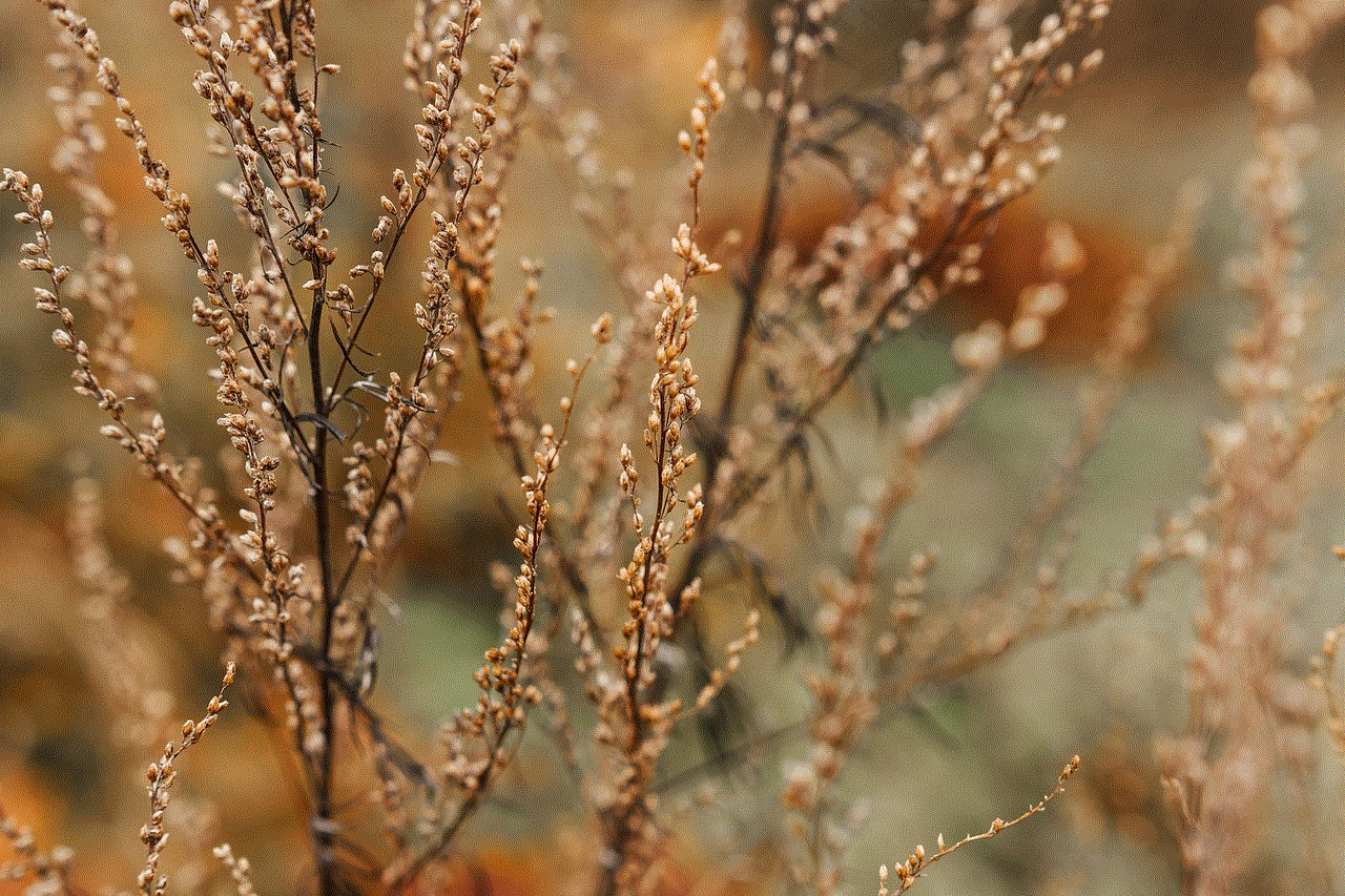 Forest Foliage