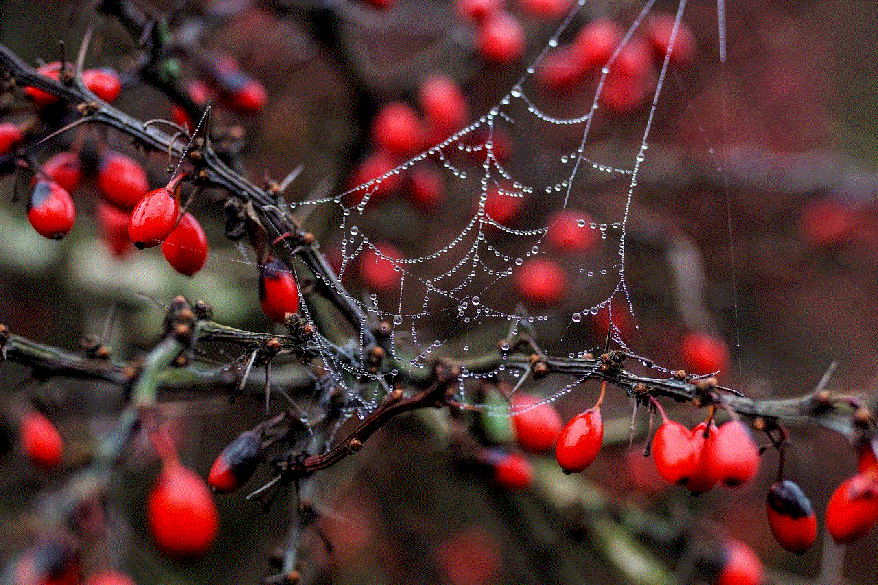 Dewdrop Spider Web