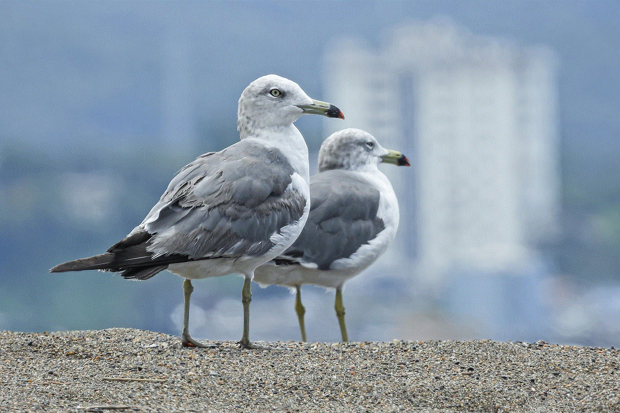 Seagulls Birds