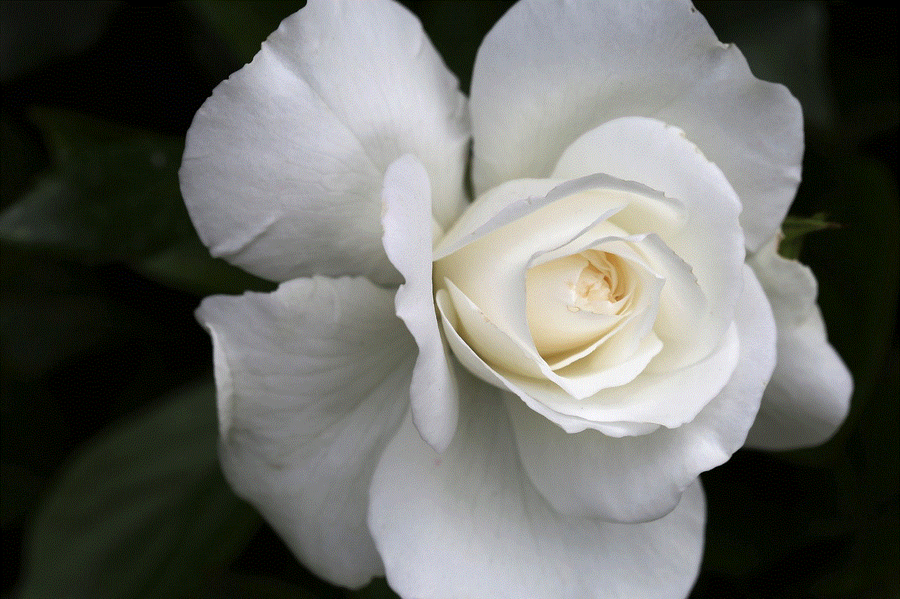 White Rose Snow Queen Flower Background
