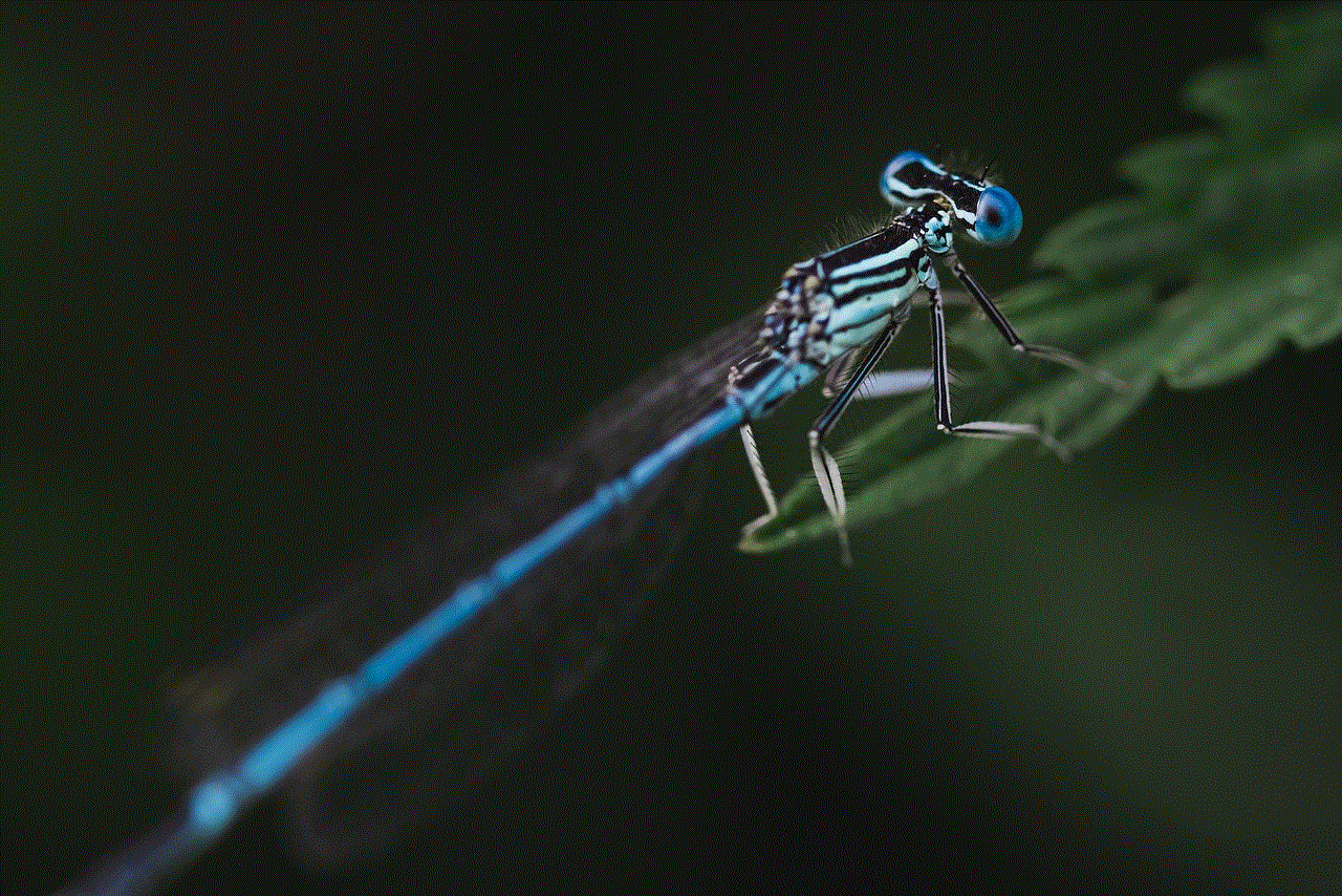 Dragonfly Insect