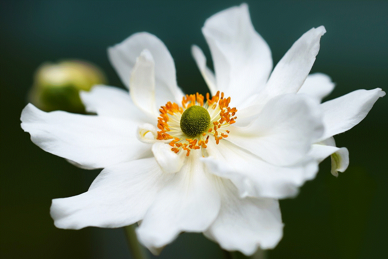 Anemone Flower