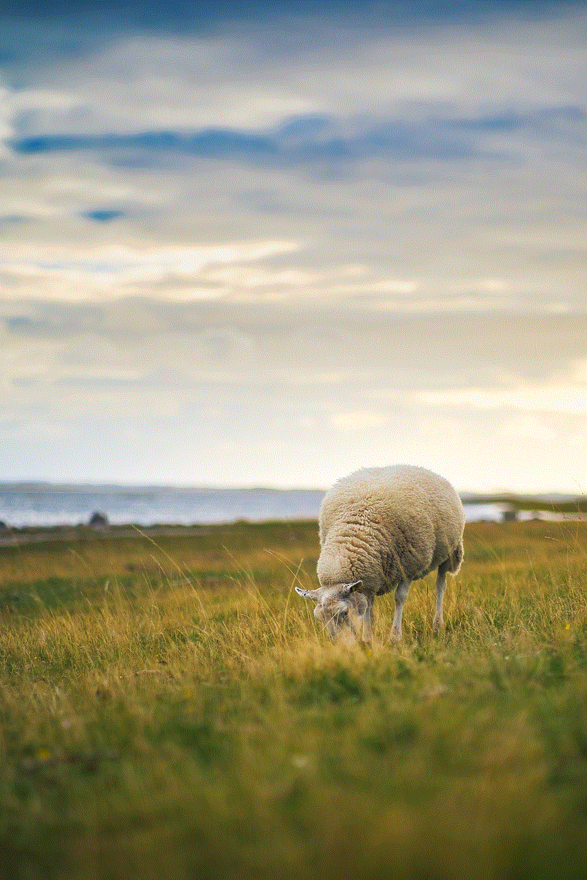 Sheep Animal