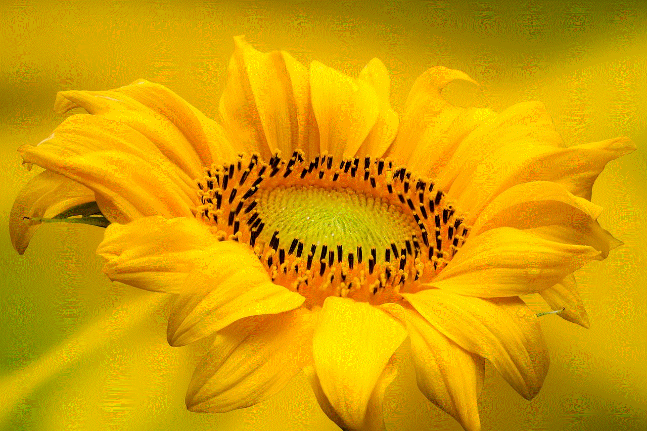 Sunflower Flower