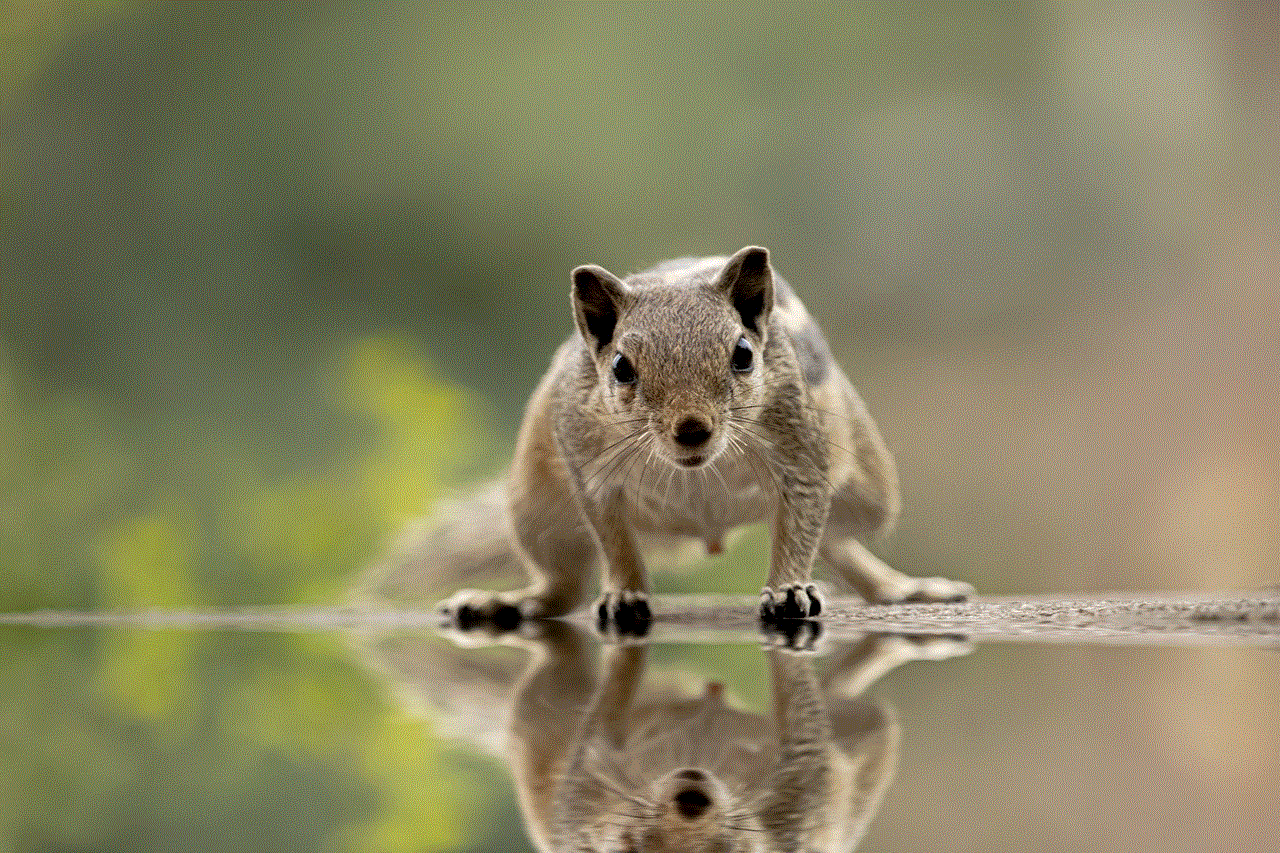 Indian Palm Squirrel Squirrel