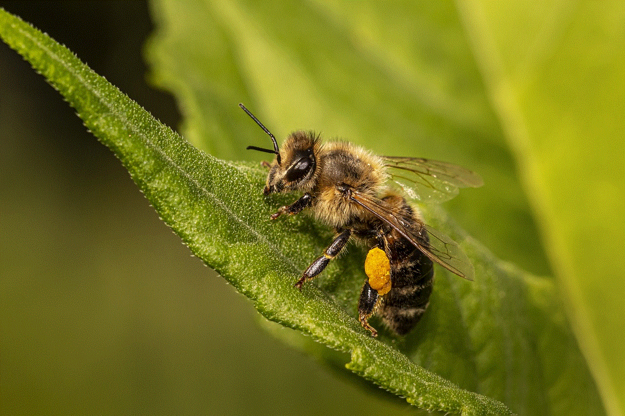 Bee Insect