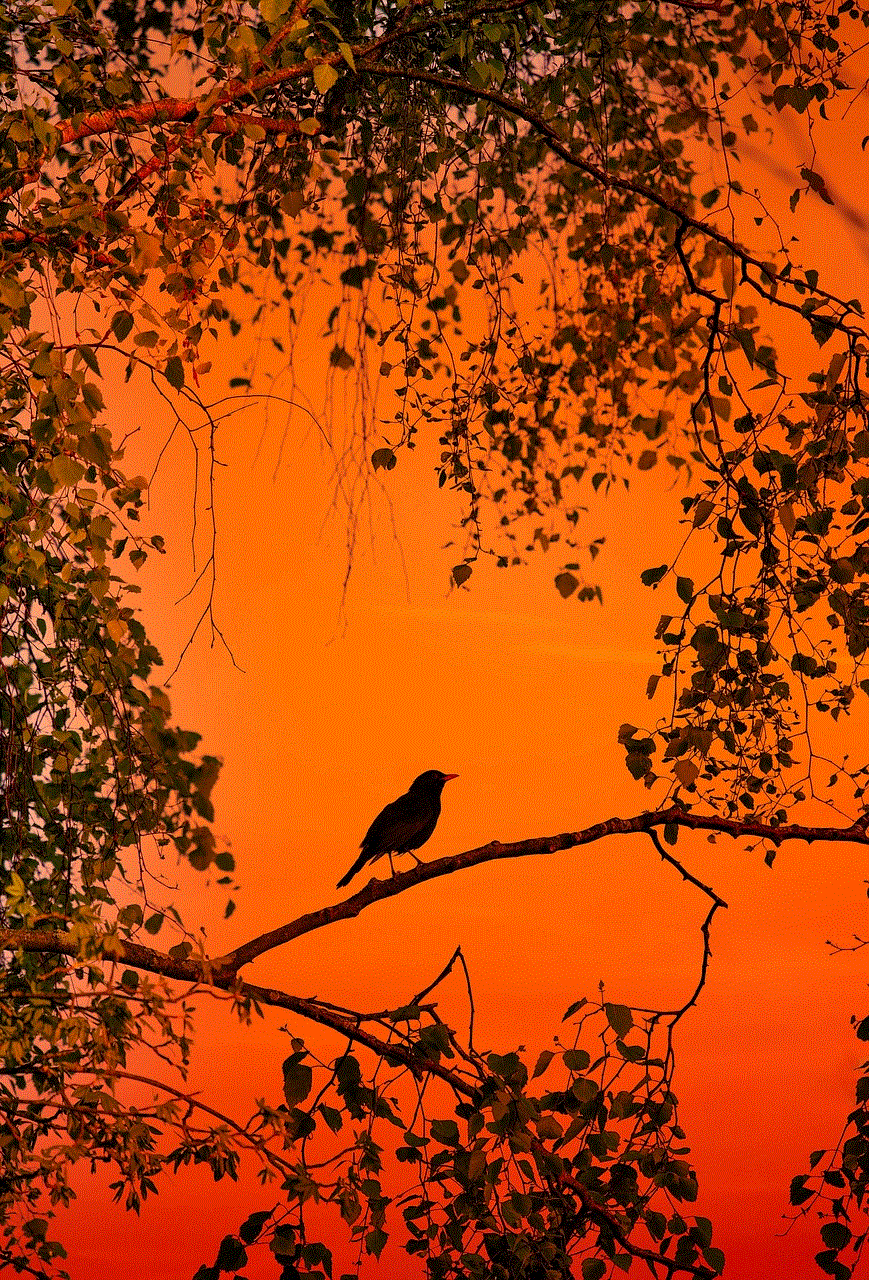 Bird Blackbird