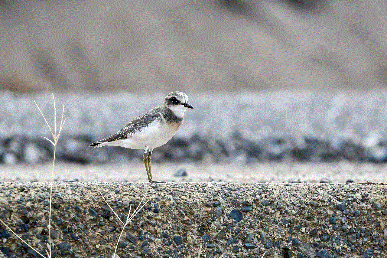 Lesser Sand Plover Bird