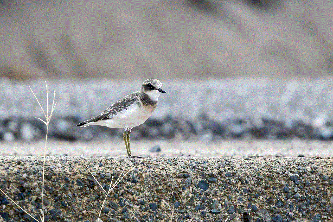 Lesser Sand Plover Bird Lesser Sand Plover Bird