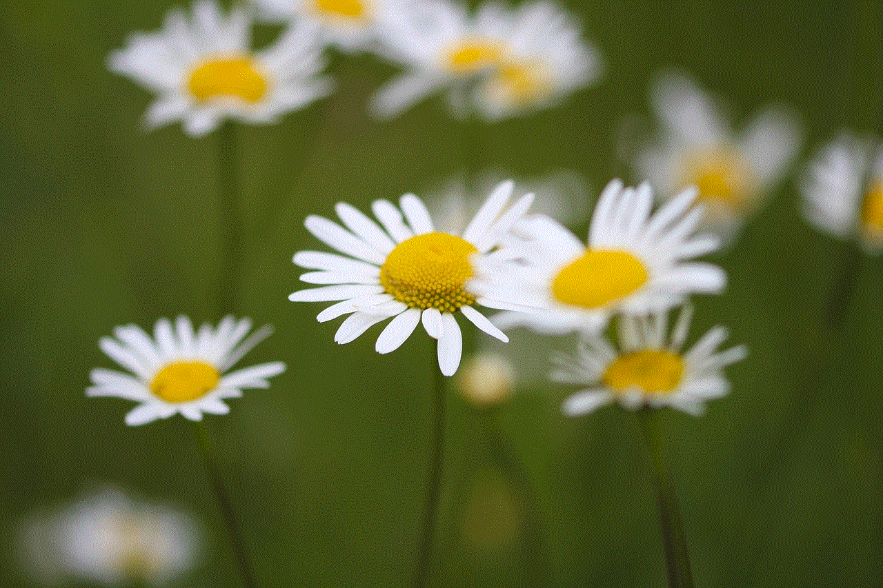 Daisies Flower