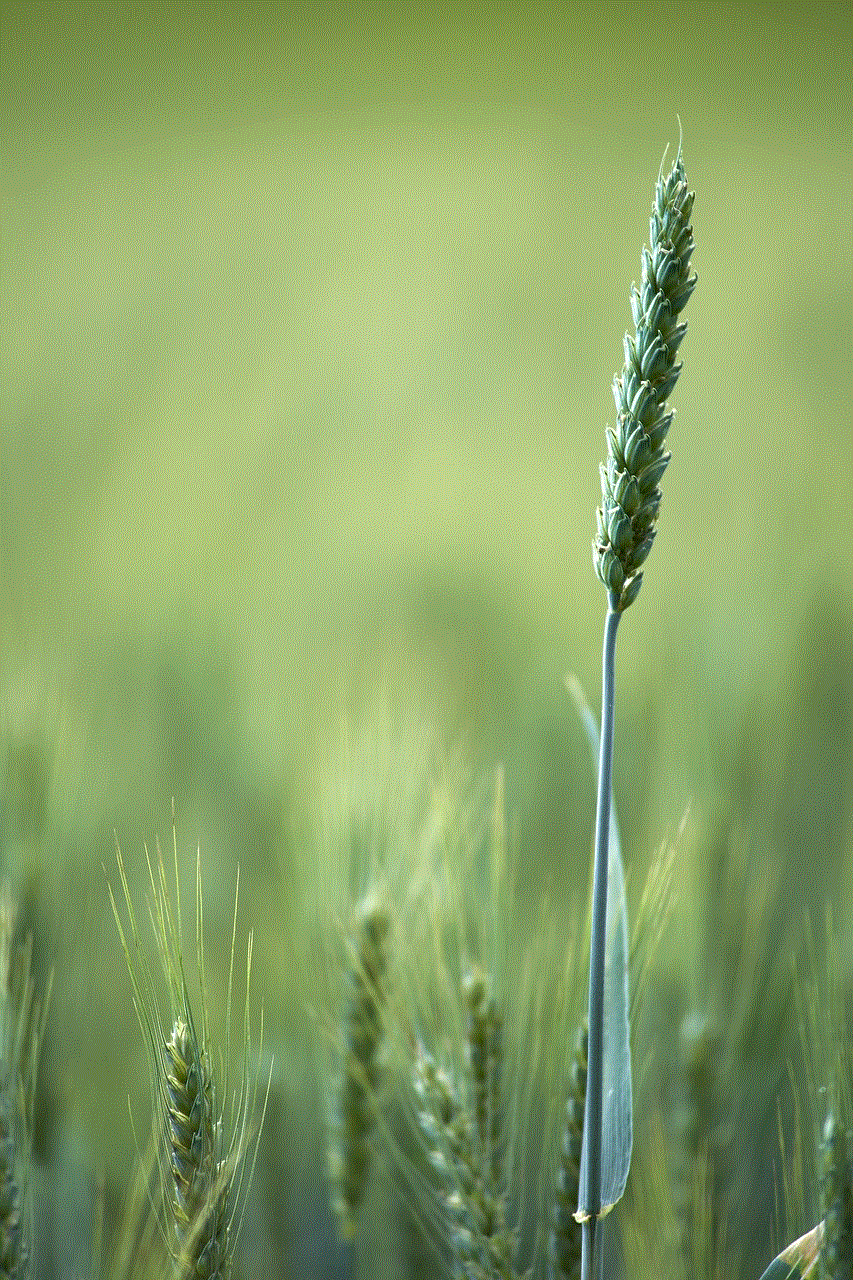 Wheat Field Cereal Plant