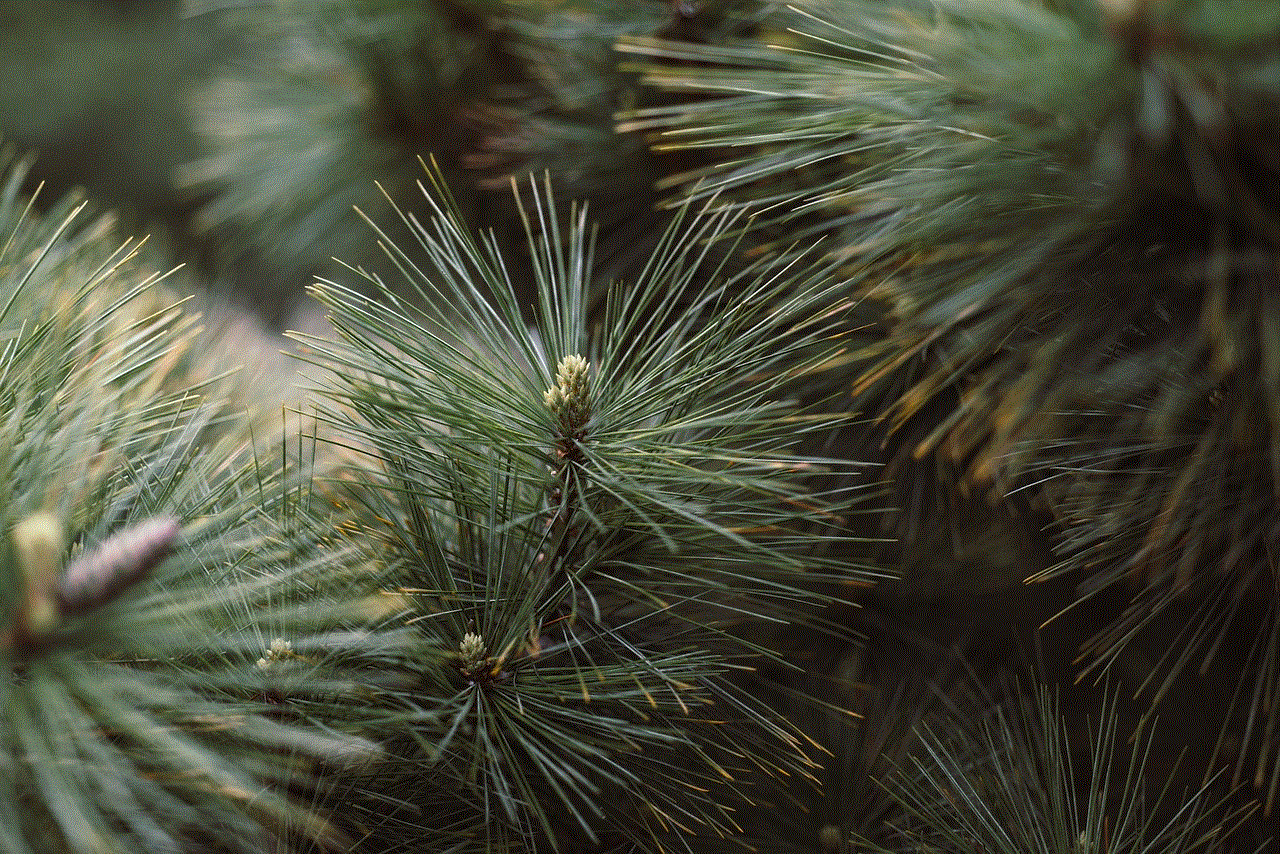 Conifer Evergreen