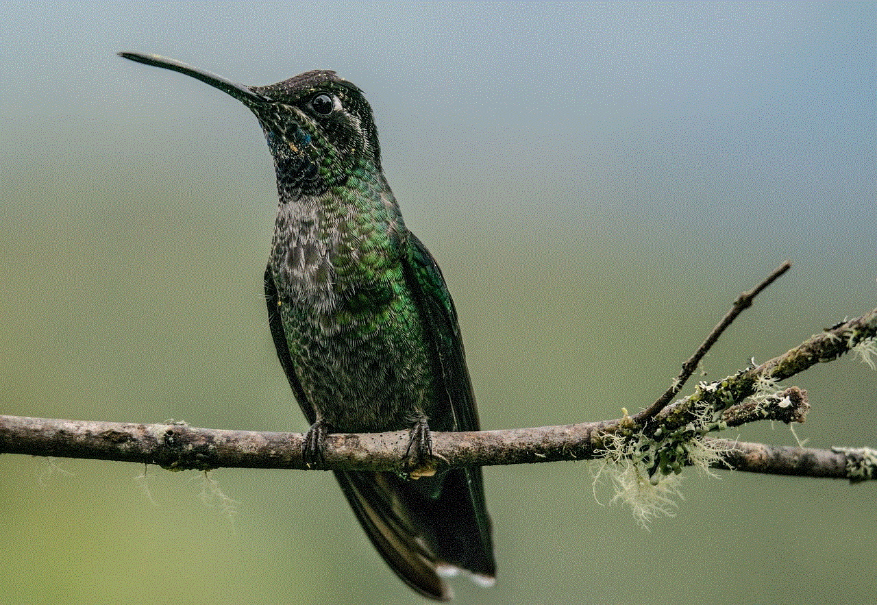 Hummingbird Bird