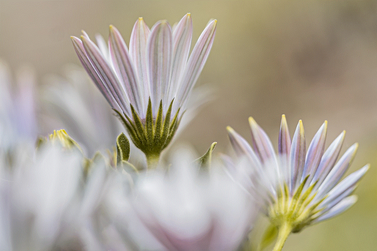 Cape Marguerite Flowers