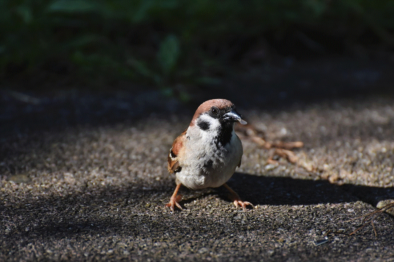 Bird Sparrow