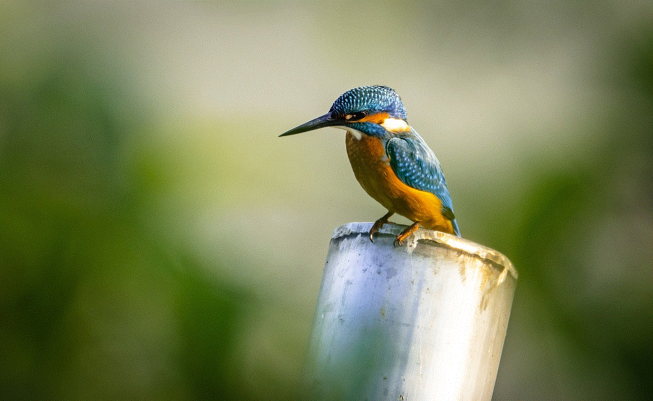 Kingfisher Bird